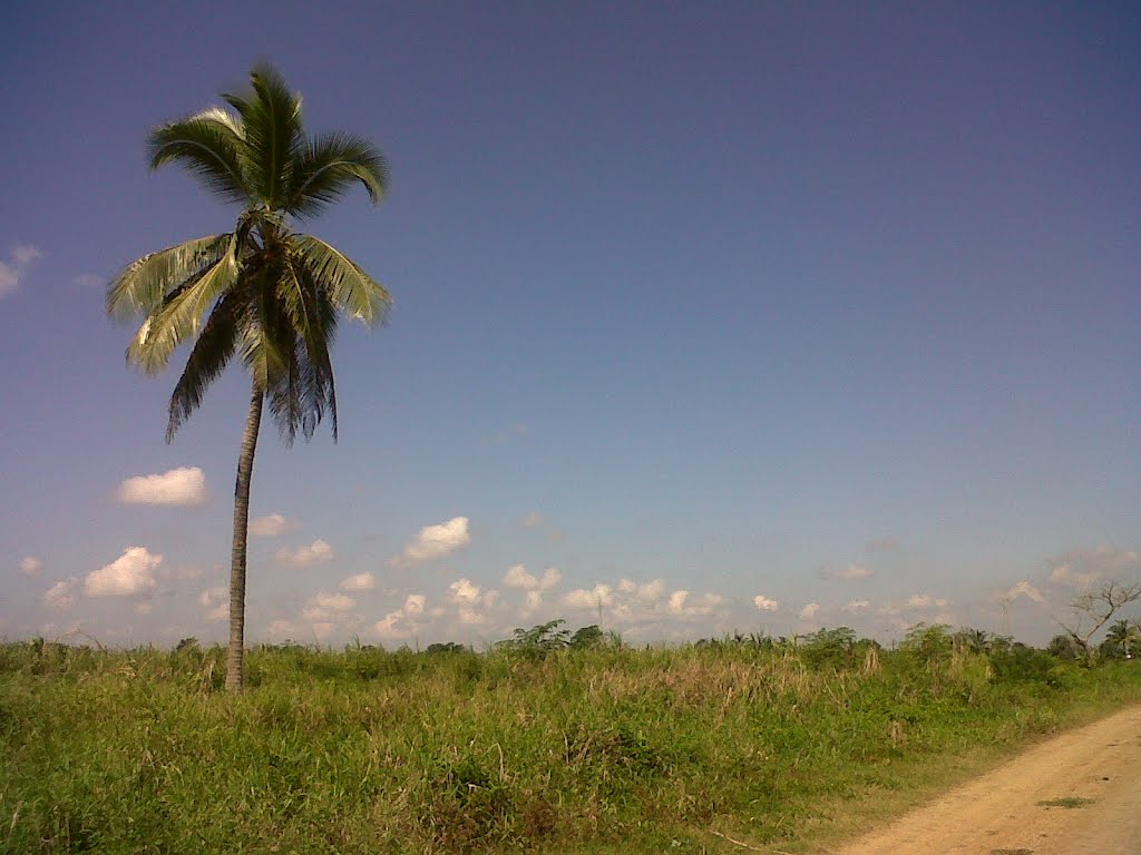 Un "Toque" Tropical