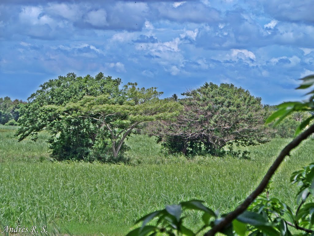Entre los Árboles/Into The Trees
