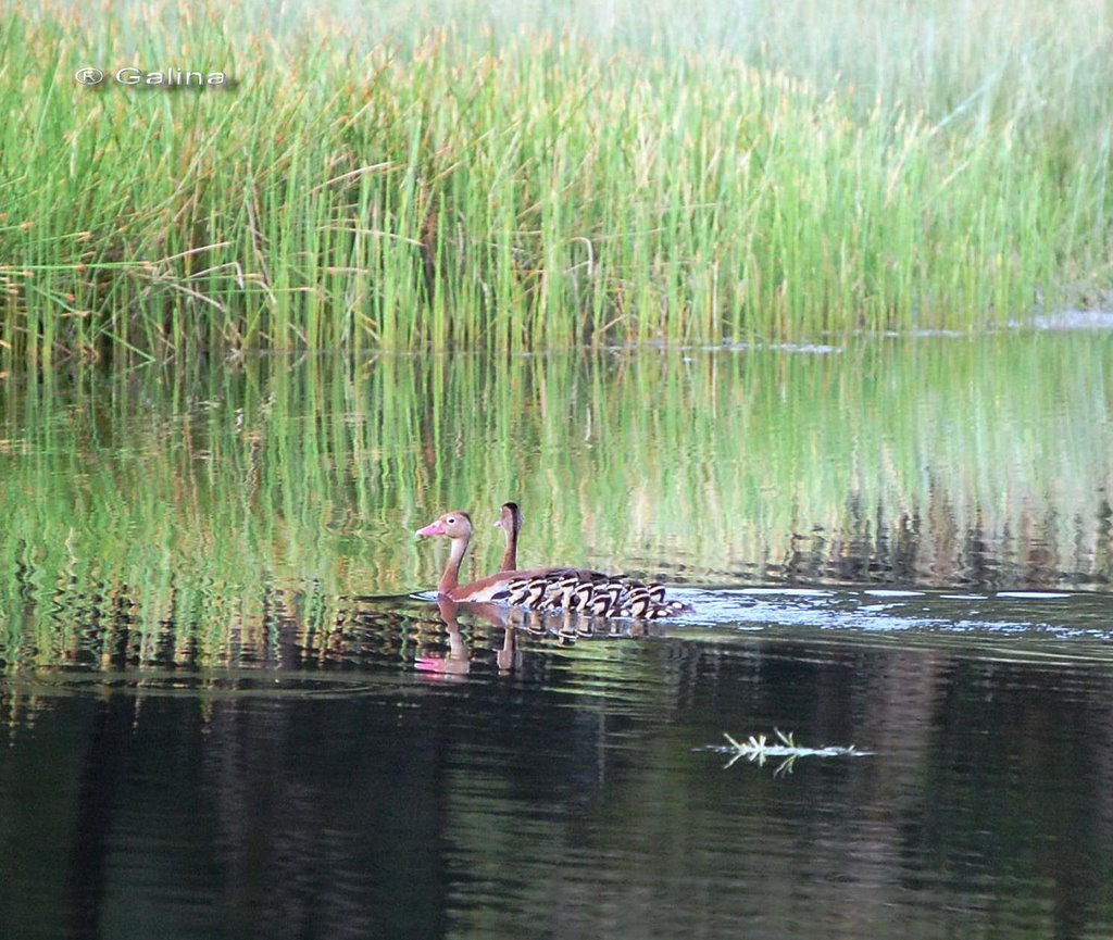 Pichichi Ducks ADM Golf Course Minatitlan