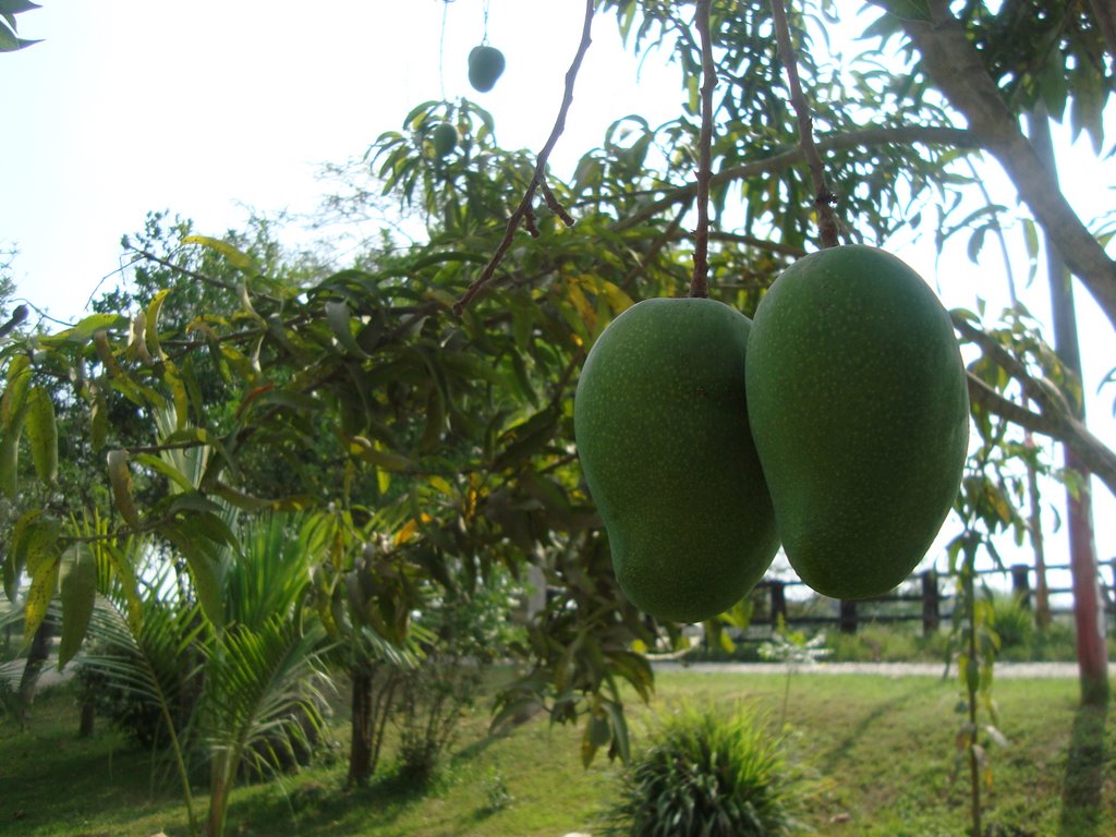 Los Mangos