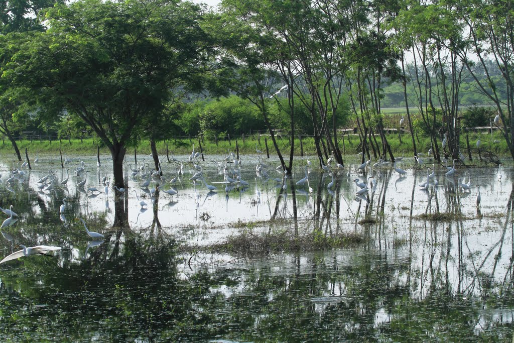 Garzas blanca
