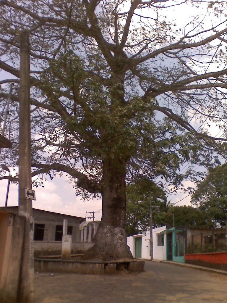 la ceiba