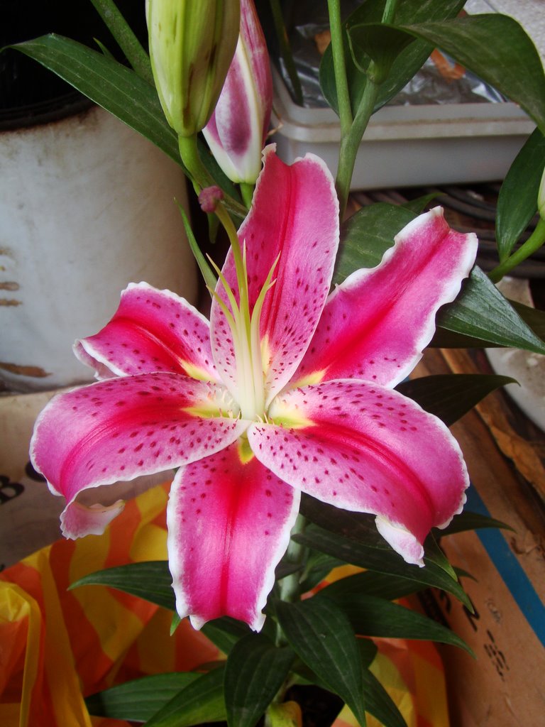 Florezota