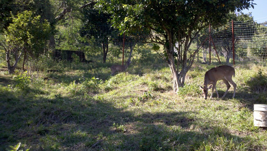 Venados en el cerro del venado.