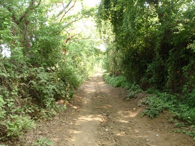 Camino a Abescoma. Los Tuxtlas, Veracruz, Mexico. (Toño Rangel)..