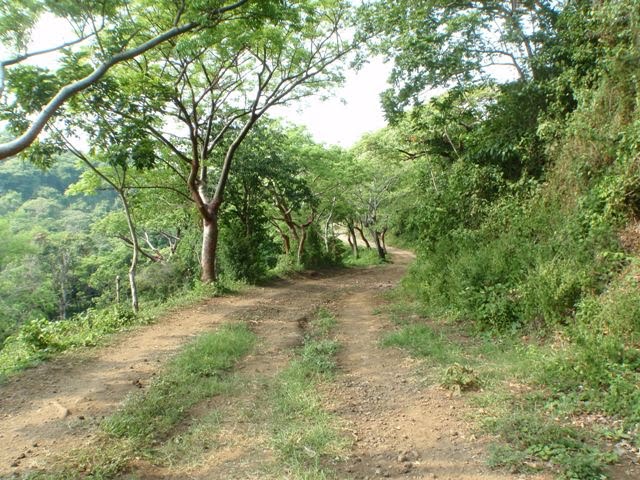 Camino a Abescoma. Los Tuxtlas, Veracruz, Mexico. (Toño Rangel)
