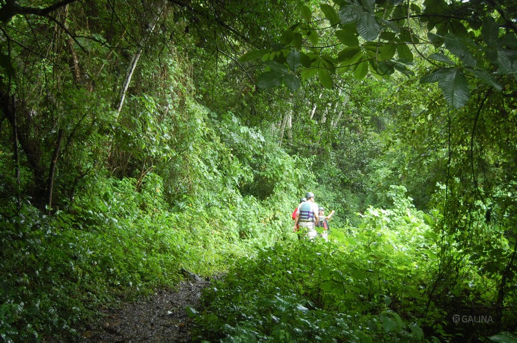 Maquina Vieja rainforest path San Andres Tuxtla