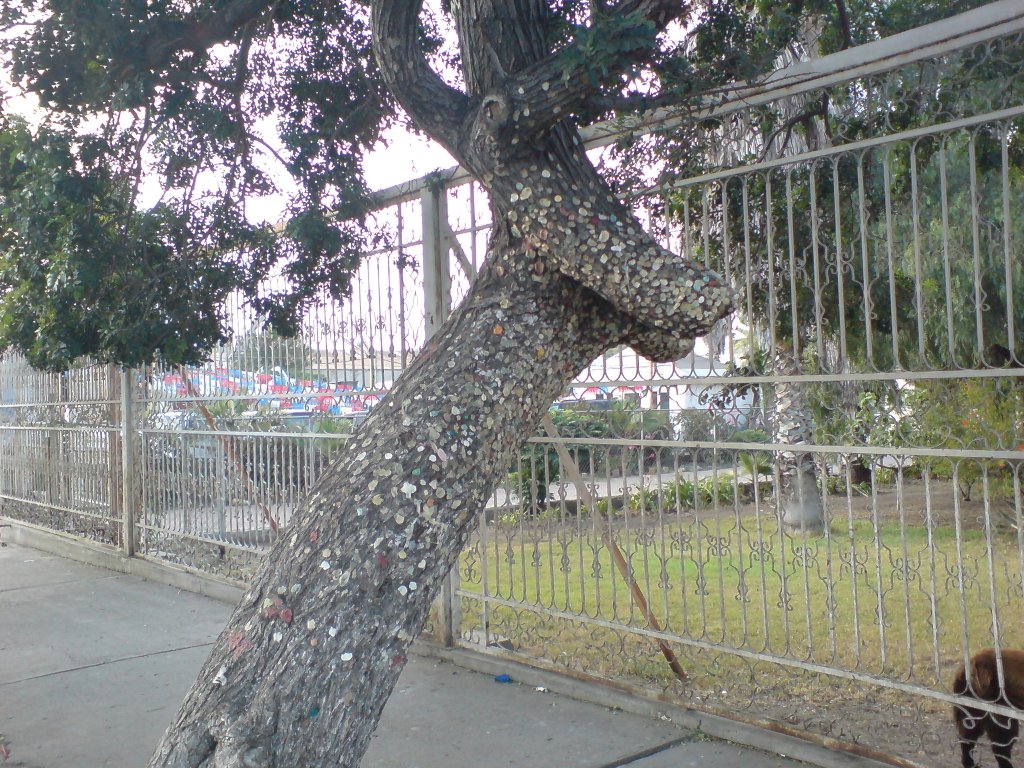EL ARBOL DEL CHICLE 3