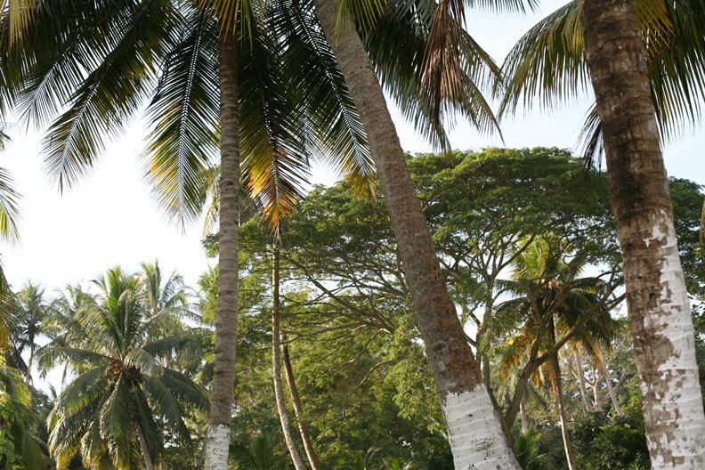 rancho palma sola