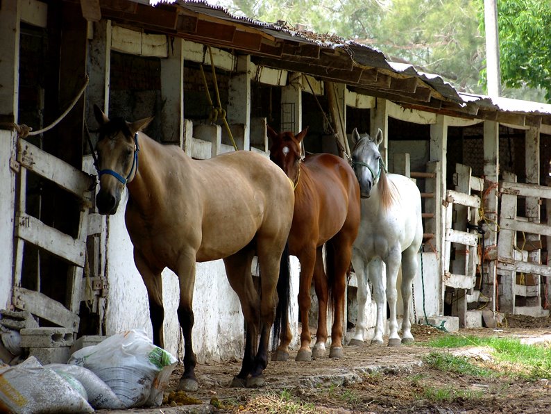 Caballos