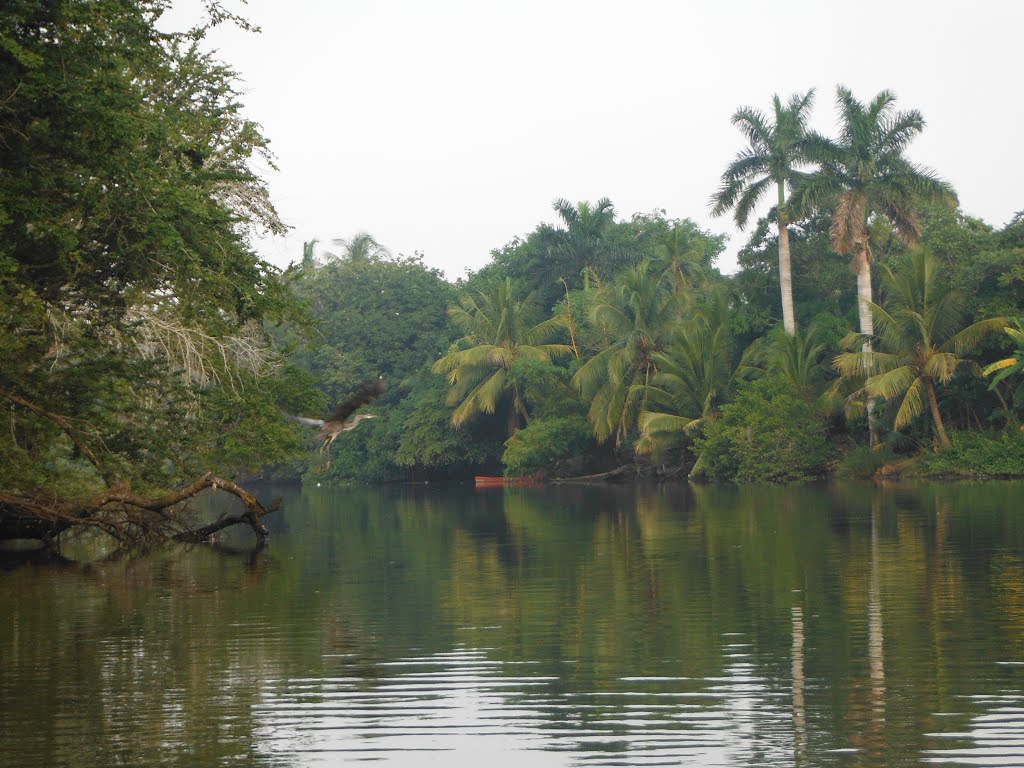 Estero Tenechaco