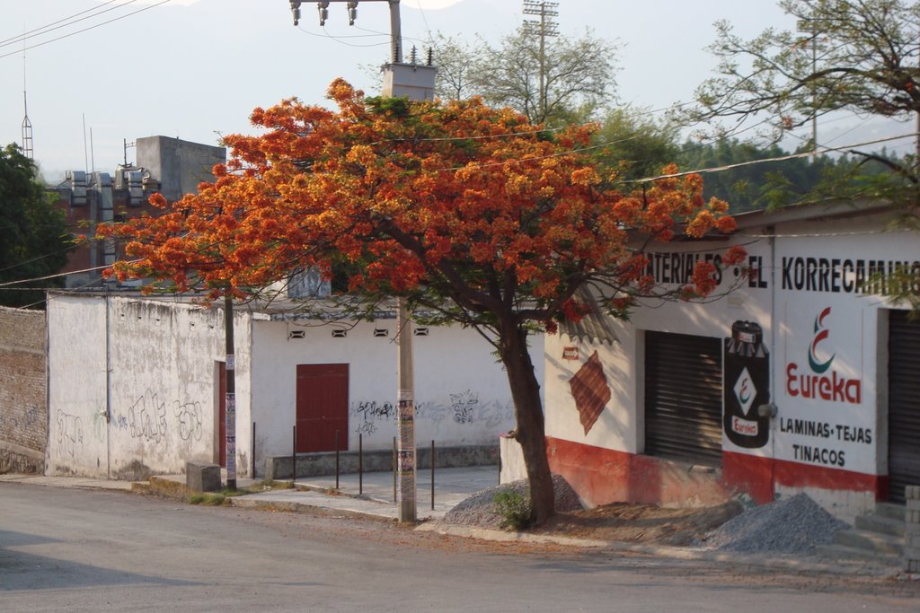 Iguala florece