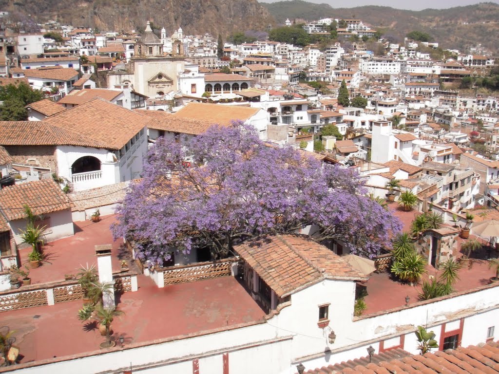 Jacaranda