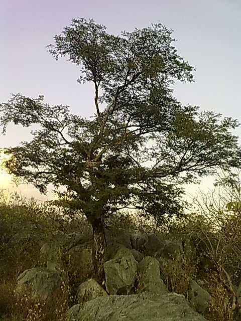 Árbol del Caminante