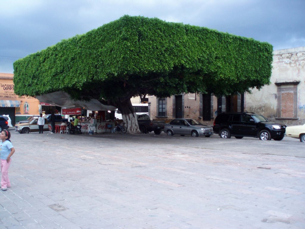 Gigante verde cuadrado.