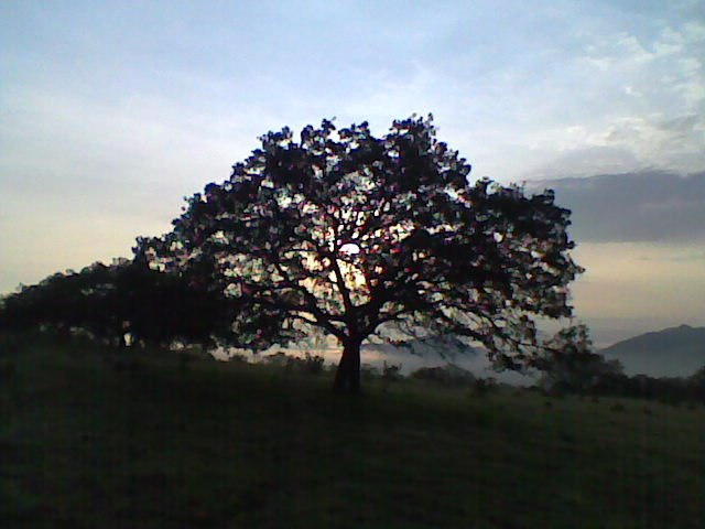mi arbol favorito cerro del toro acambaro gto.