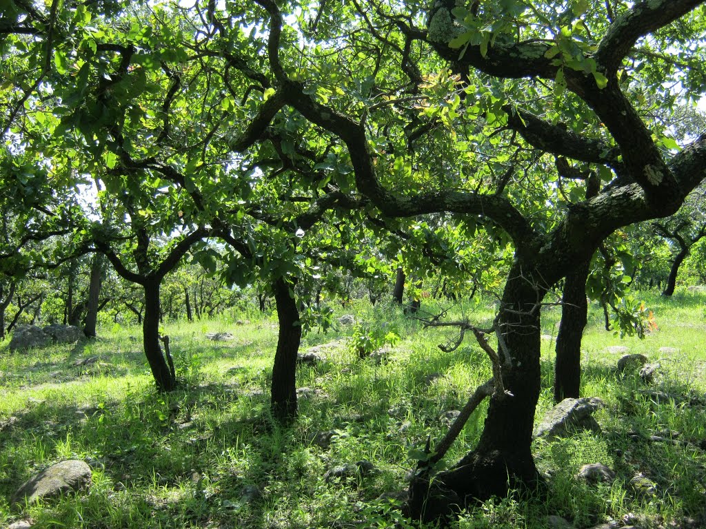 Reserva natural del cerro del Toro