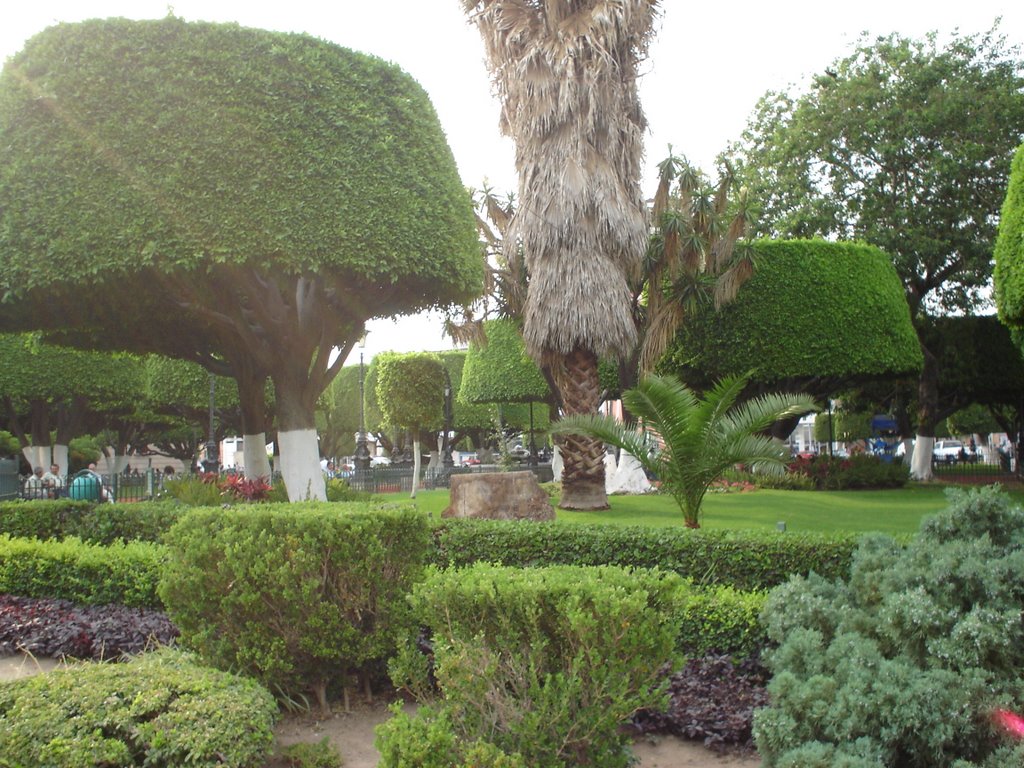 Jardines plaza municipal