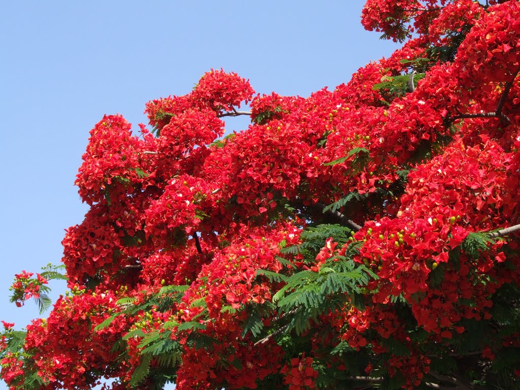 Jacaranda Roja