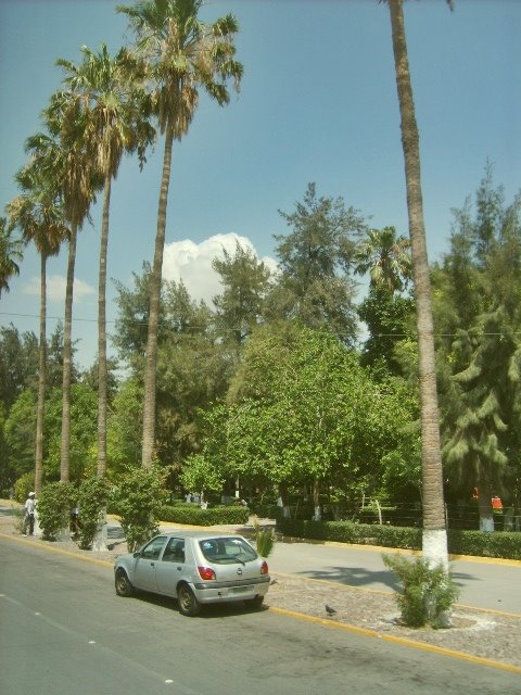 parque morelos desde la calzada agustin castro (morelos park on the road agustin castro)