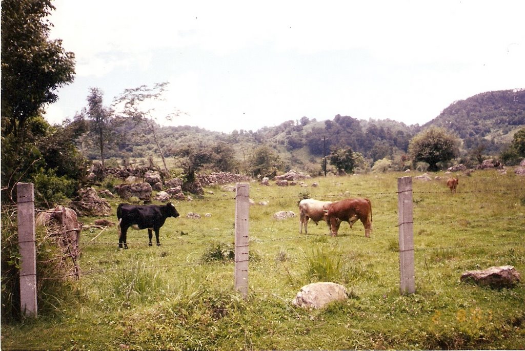 Zietla 2001