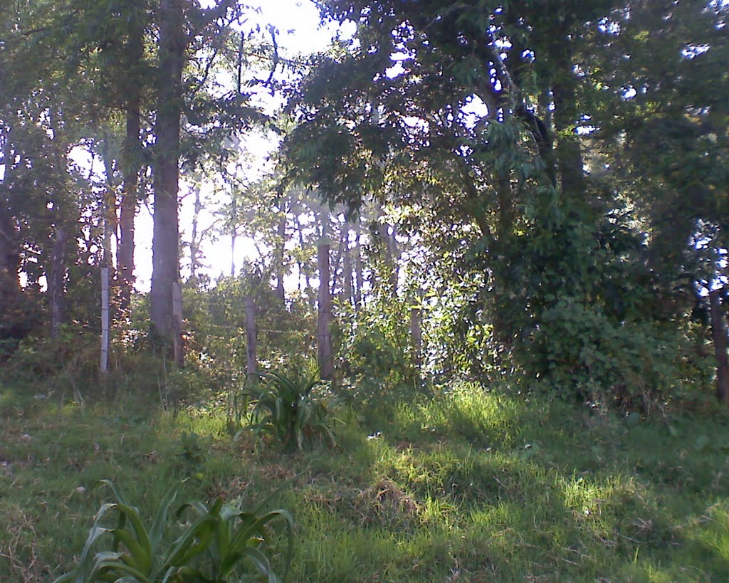 bosque