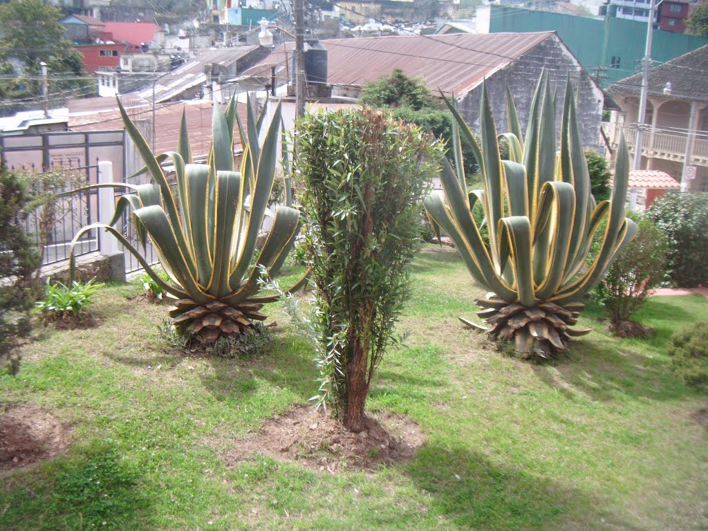 jardin del centro cultural felipe angeles