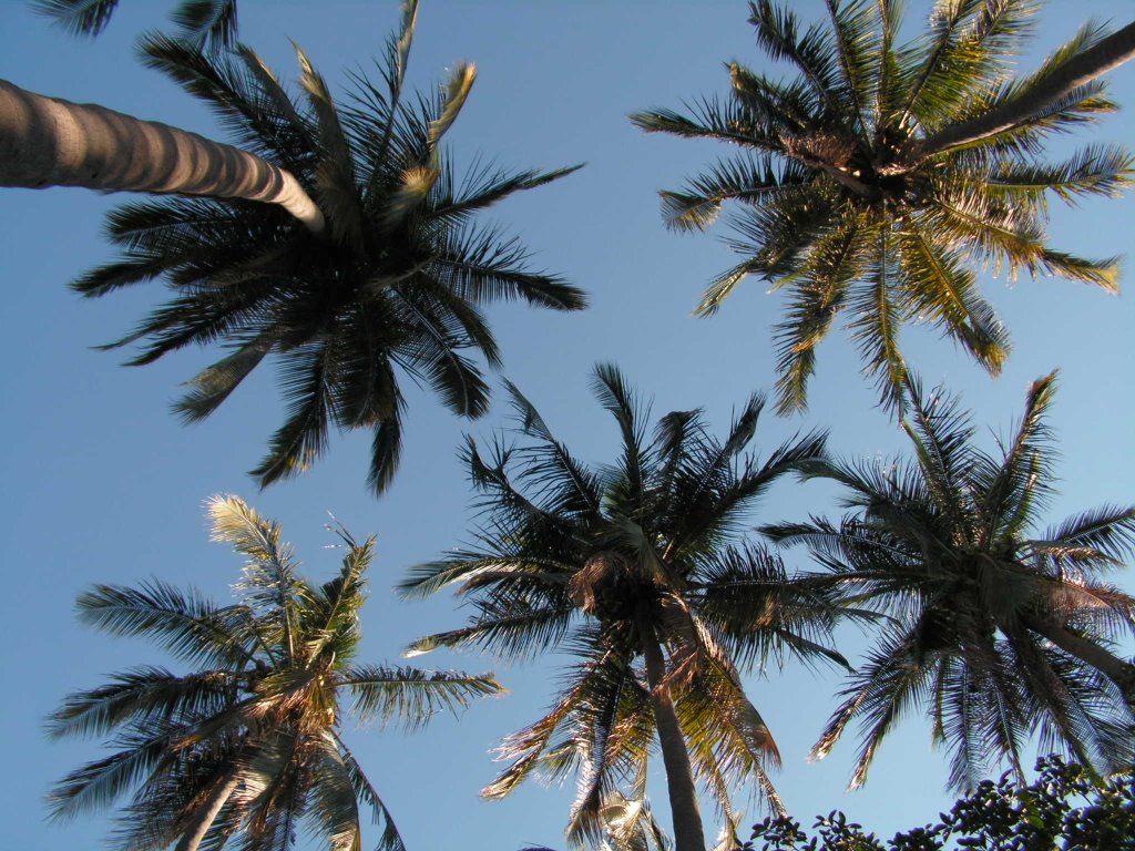 Palmeras en Parque Regional