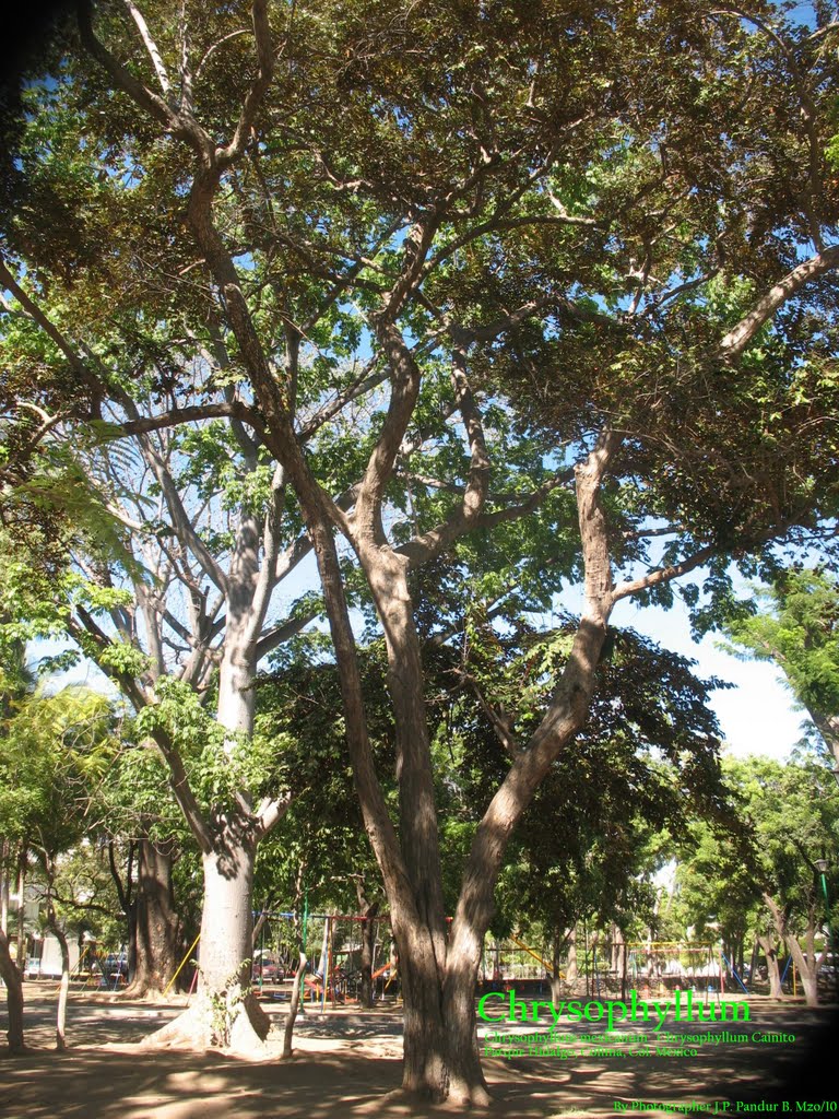 Chrysophyllum cainito