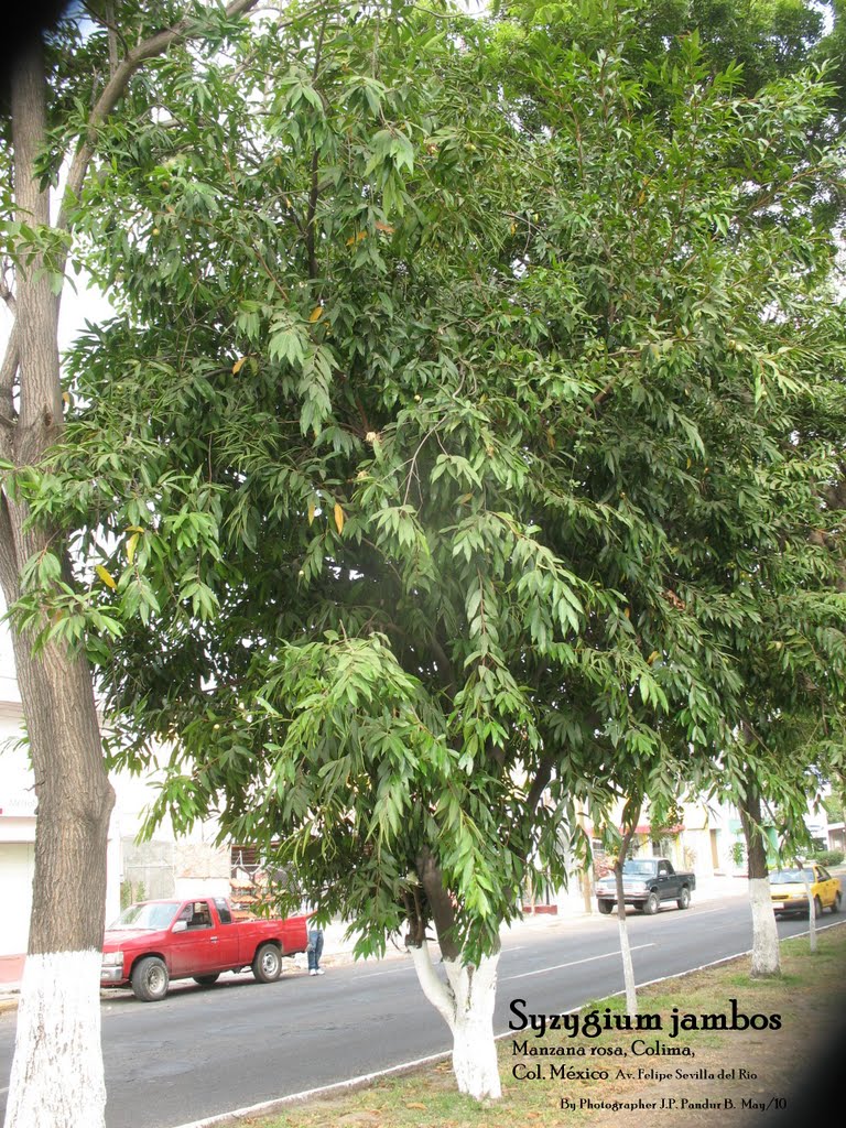 Arbol joven de mazana rosa (Syzygium jambos) Colima, Col . México