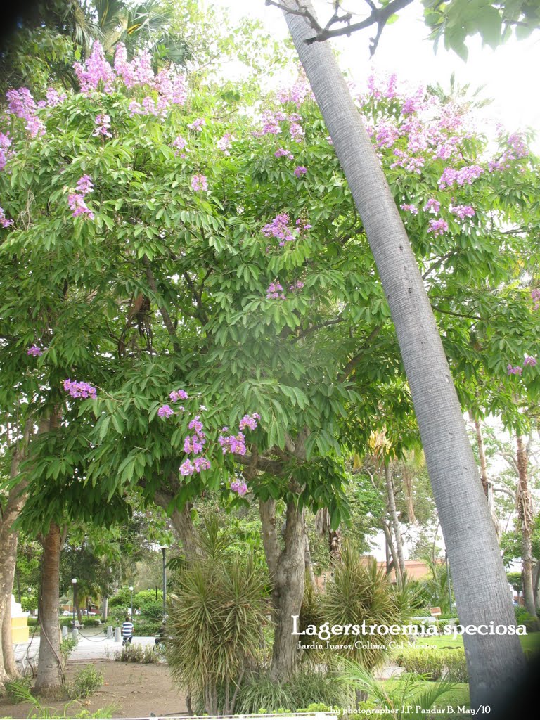 Banaba el orgullo de la India (Lagerstroemia speciosa), Colima, Col. México