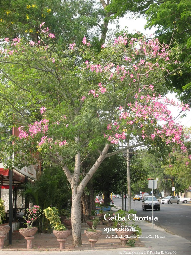 Ceiba Chorisia speciosa  (Majestic Beauty) Colima, Col. México