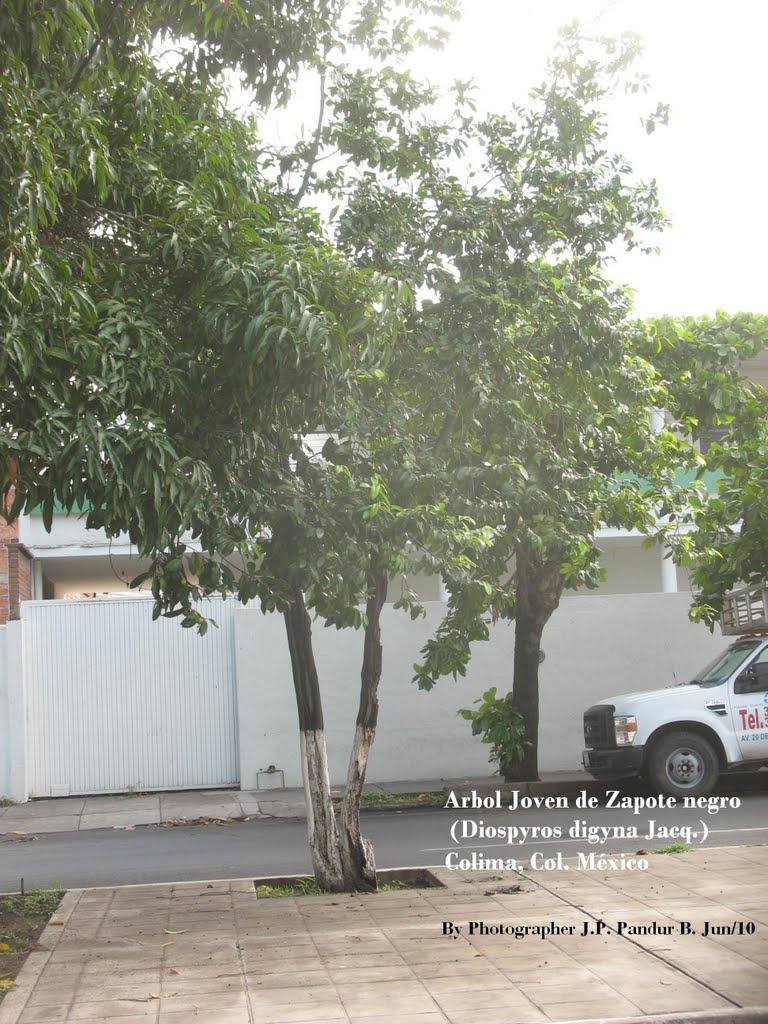 Arbol joven de Zapote negro (Diospyros digyna Jacq.) Colima, Col. México