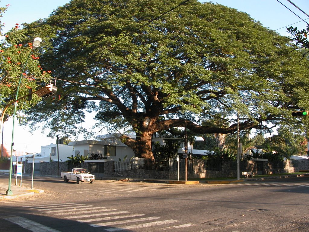 Precioso huanacaxtle (o parota)