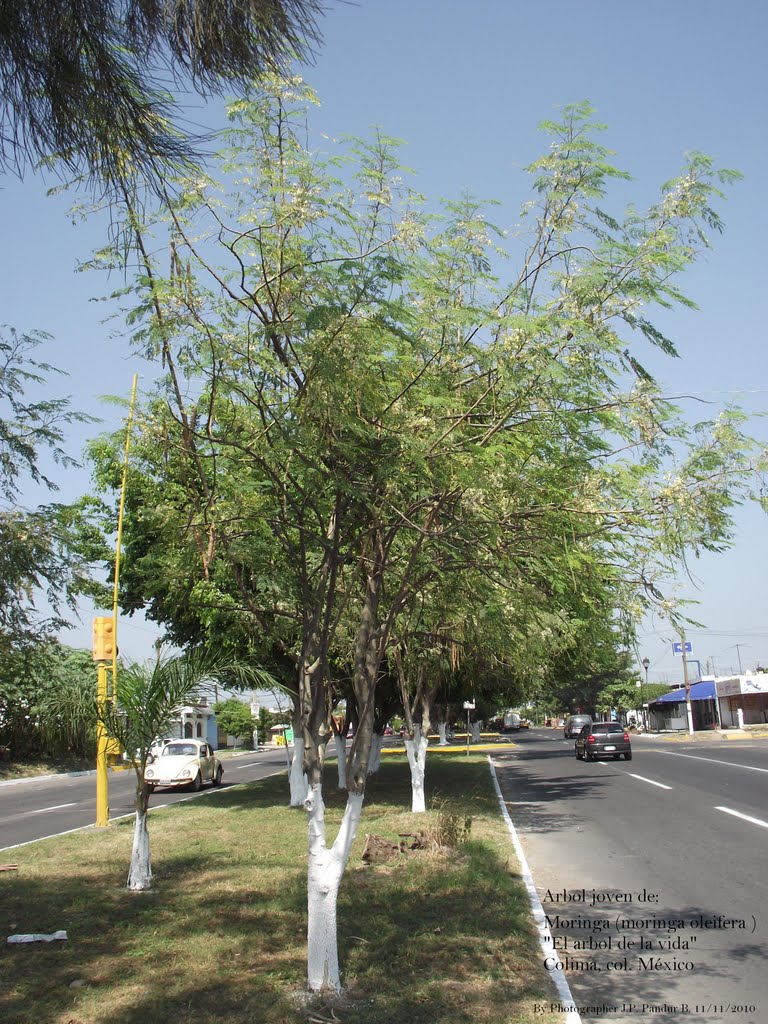 Bello ejemplar joven del Arbol de la Vida Moringa origen  La India (Moringa oleifera) Colima, Col. México