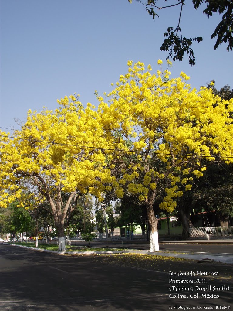 Bienvenida Hermosa Primavera 2011 (Tabebuia Donell Smith) Colima, Col. México