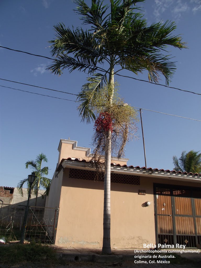 Palma Alejandra (Archontophoenix alexandra) Colima, Col Méx.
