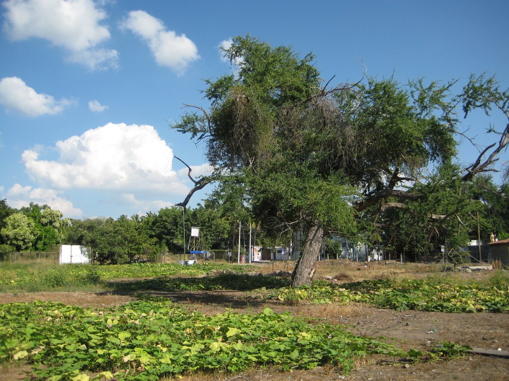 Árbol raro // abajo calabazas