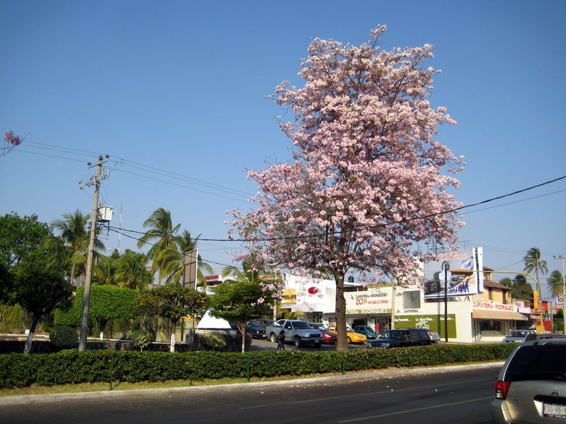 Rosa Morada // Frente a Plaza San Fernando