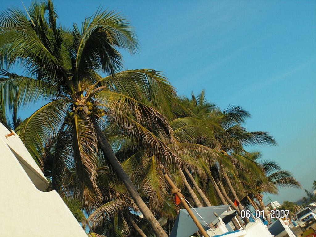 Palmeras del hotel Pacífico Azul