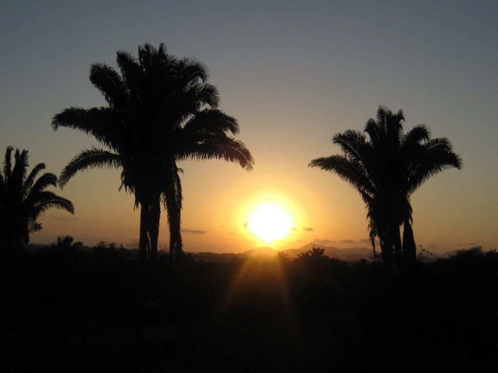 Twin Palms
