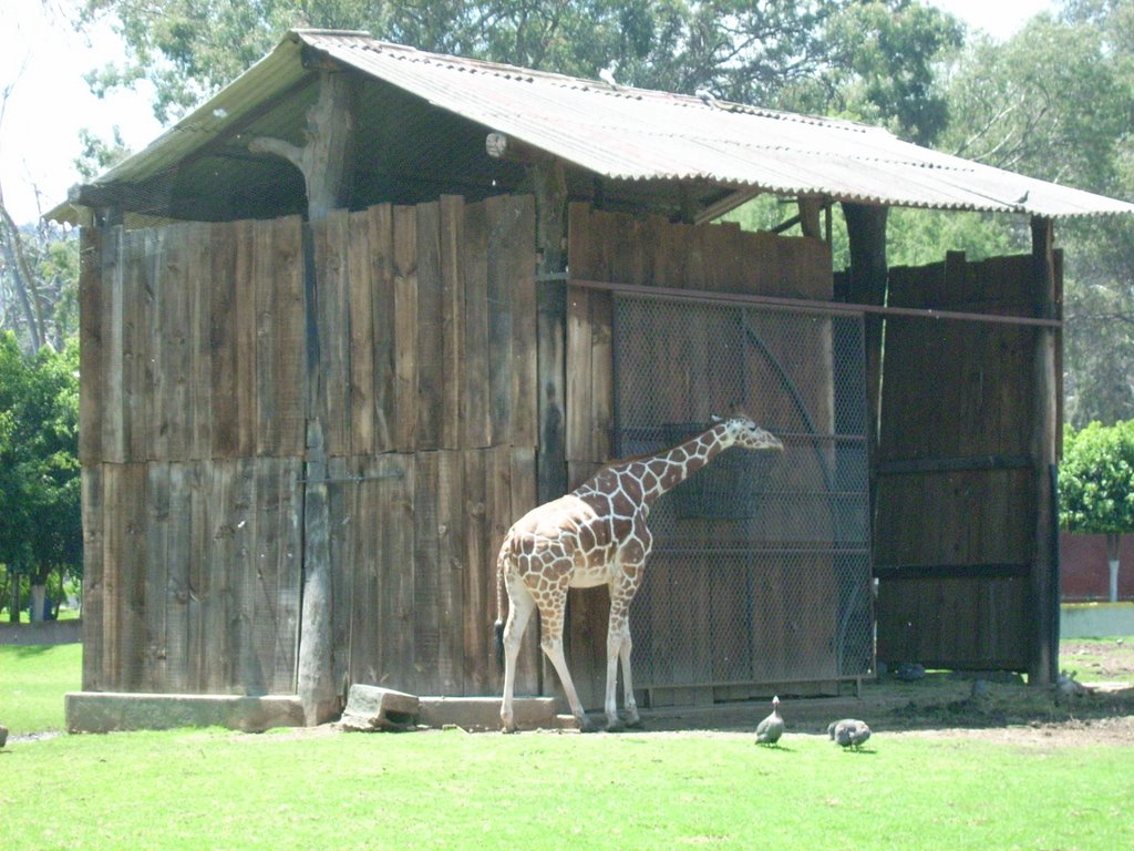 Zoológico de Morelia. (Parque Juarez)