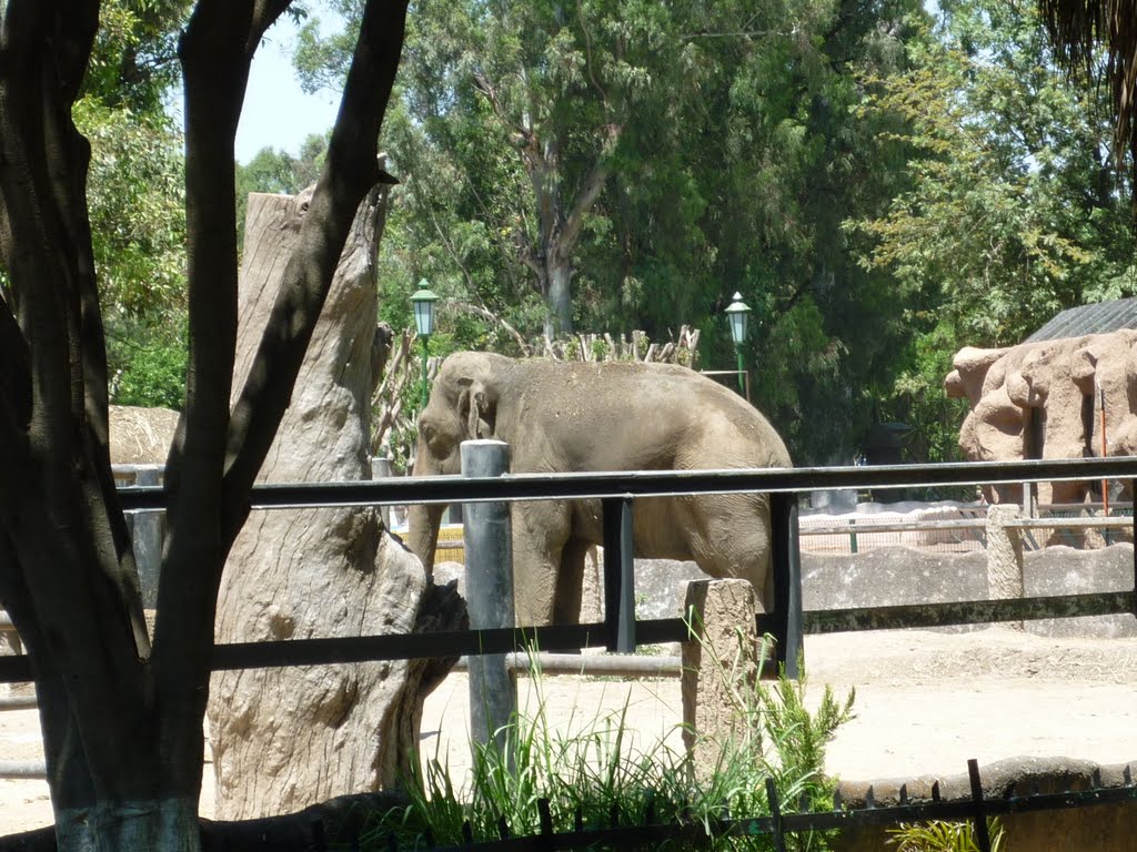 Elefante en el Zoológico de Morelia
