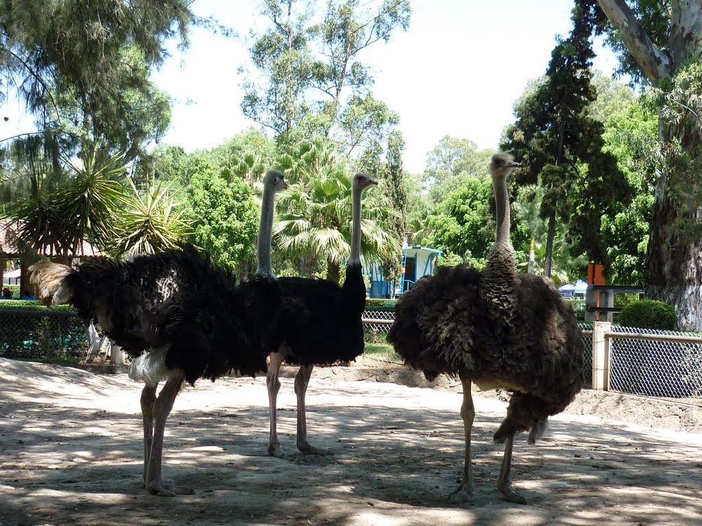 Ostriches at meeting. Morelia Zoo