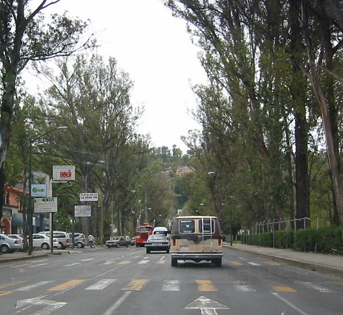 Morelia trees
