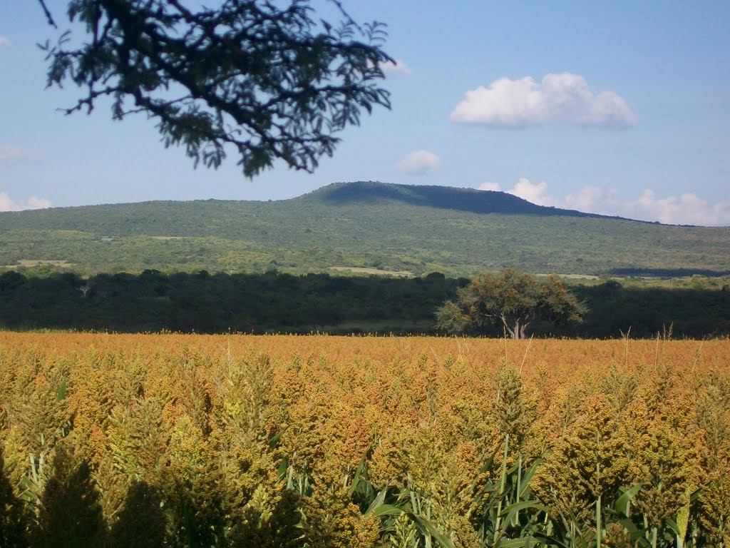 parcela con sorgo