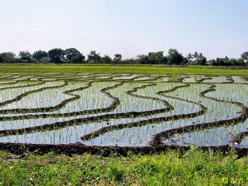 Campo con Arroz