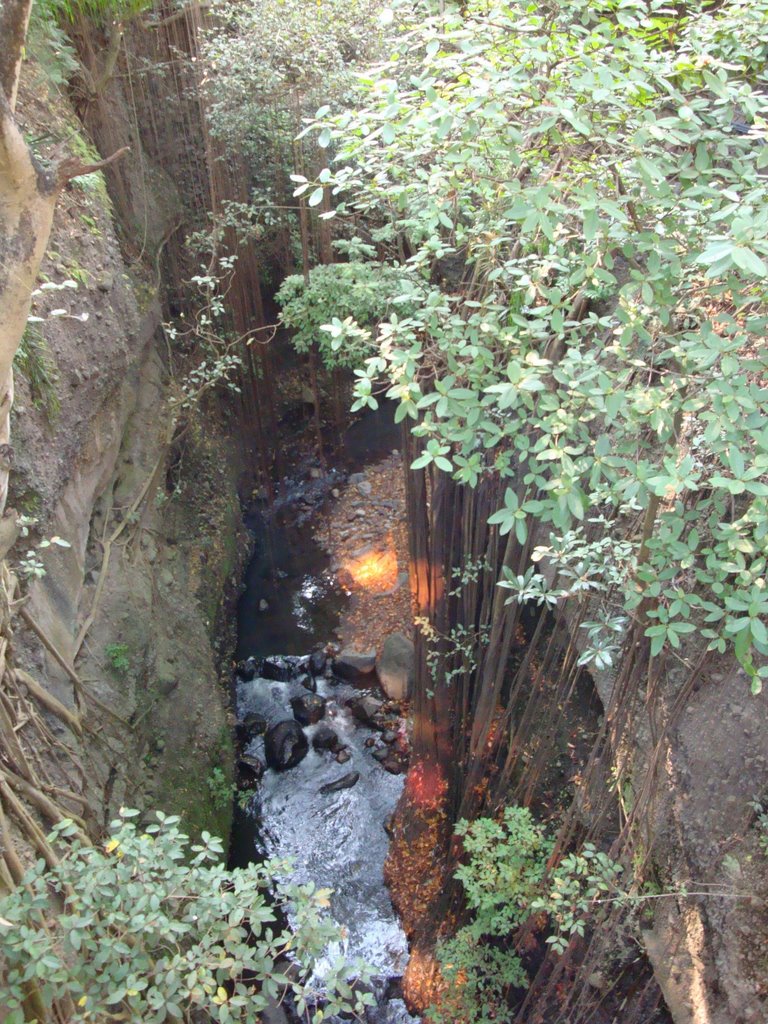 Raices largas de la barranca de Amanalco