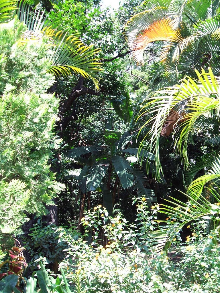 Jardin Borda