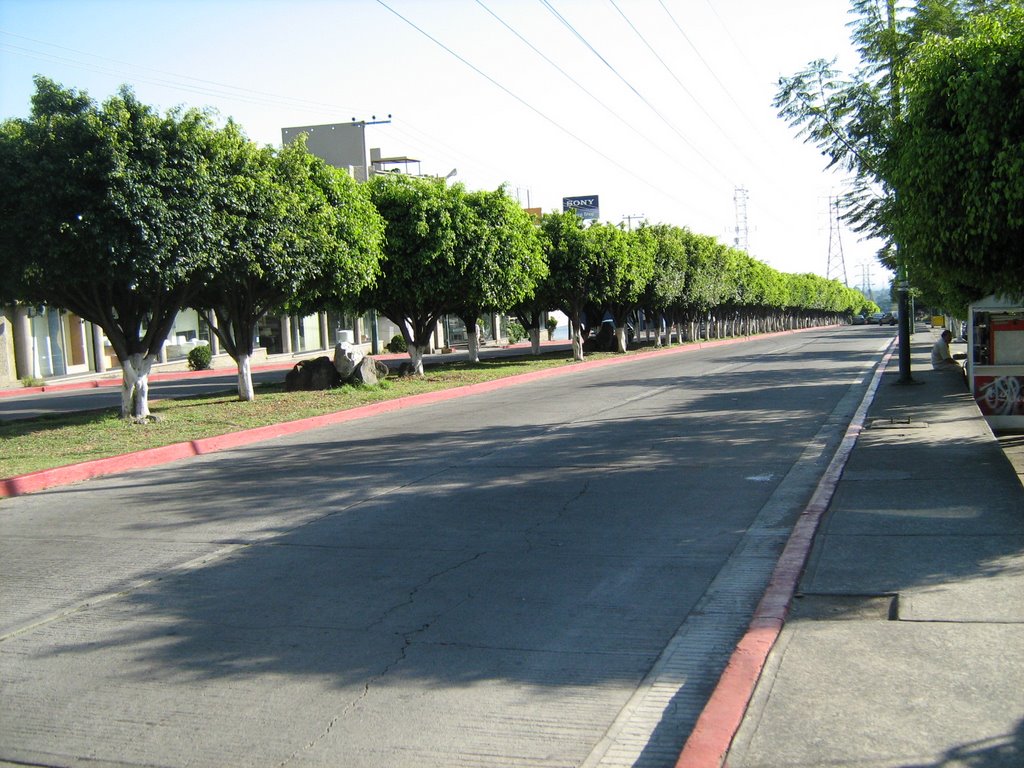 Avenida en Teopanzolco.JPG